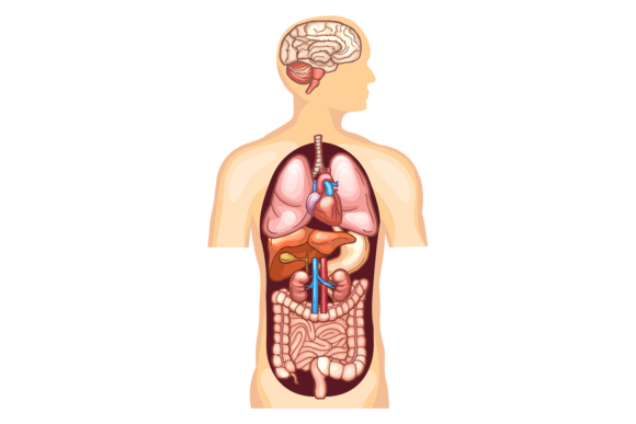 Human Body Anatomy with Internal Organs